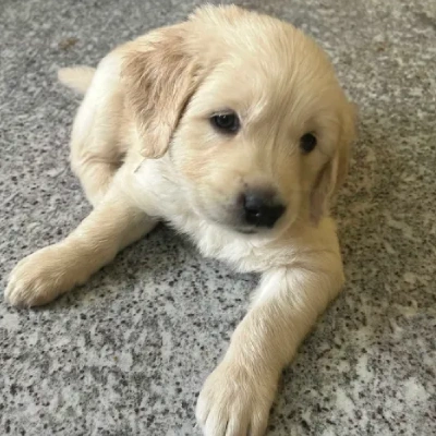 Golden Retriever puppies for sale in Bikaner