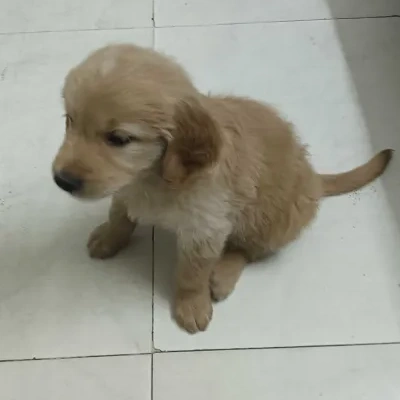 Golden Retriever puppies for sale in Jodhpur