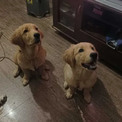 Golden Retriever puppies for sale in Gurgaon