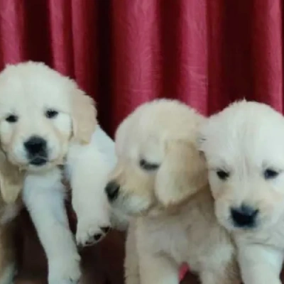 Golden Retriever puppies for sale in Bikaner