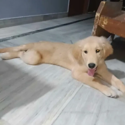 Golden Retriever puppies for sale in Bikaner