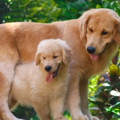 Golden Retriever puppies for sale in Gurgaon