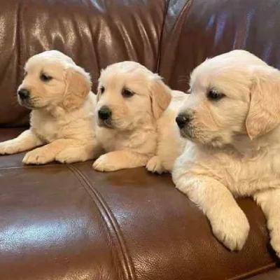 Golden Retriever puppies for sale in Gurgaon