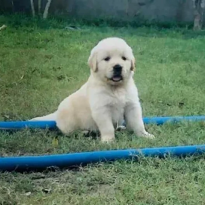 Golden Retriever puppies for sale in Ajmer