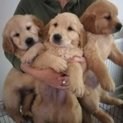 Golden Retriever puppies for sale in Gurgaon