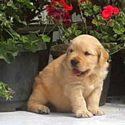 Golden Retriever puppies for sale in Ajmer