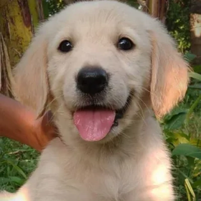 Golden Retriever puppies for sale in Bikaner