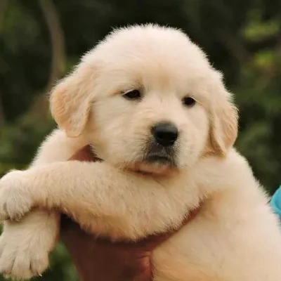 Golden Retriever puppies for sale in Ajmer