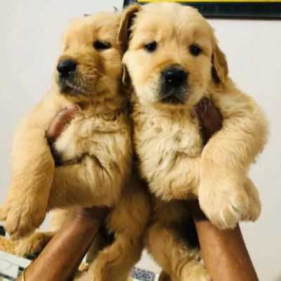 Golden Retriever puppies for sale in Ajmer