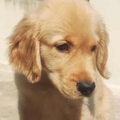 Golden Retriever puppies for sale in Jodhpur