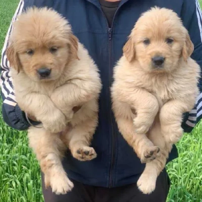 Golden Retriever puppies for sale in Vijayawada