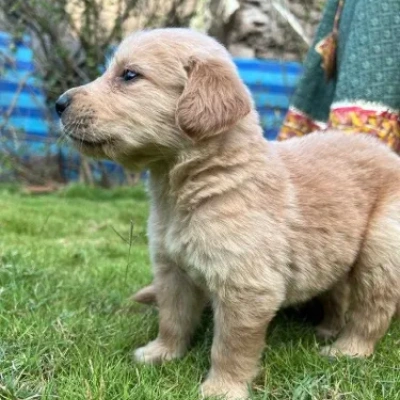 Golden Retriever puppies for sale in Bikaner