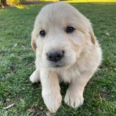 Golden Retriever puppies for sale in Visakhapatnam