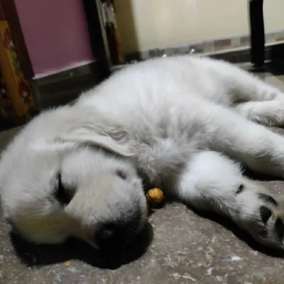 Golden Retriever puppies for sale in Visakhapatnam