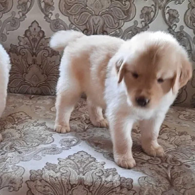 Golden Retriever puppies for sale in Kota