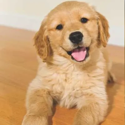 Golden Retriever puppies for sale in Visakhapatnam