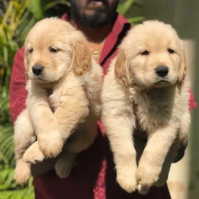 Golden Retriever puppies for sale in Ajmer