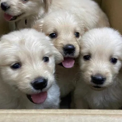 Golden Retriever puppies for sale in Udaipur