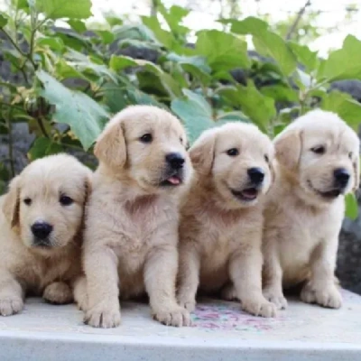 Golden Retriever puppies for sale in Vijayawada