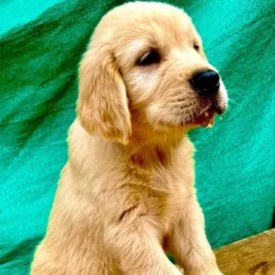 Golden Retriever puppies for sale in Vijayawada