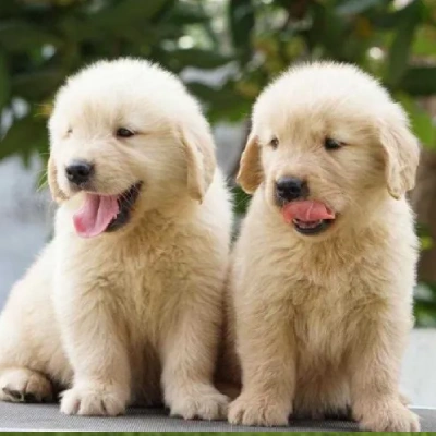 Golden Retriever puppies for sale in Ajmer