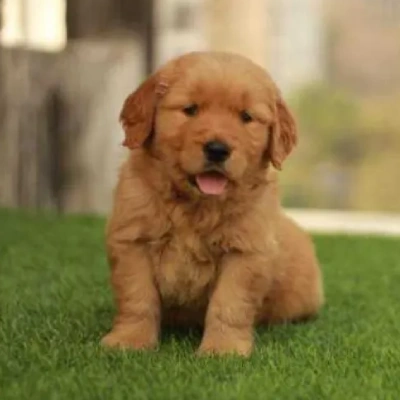 Golden Retriever puppies for sale in Gurgaon