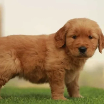 Golden Retriever puppies for sale in Visakhapatnam