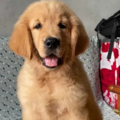 Golden Retriever puppies for sale in Ajmer