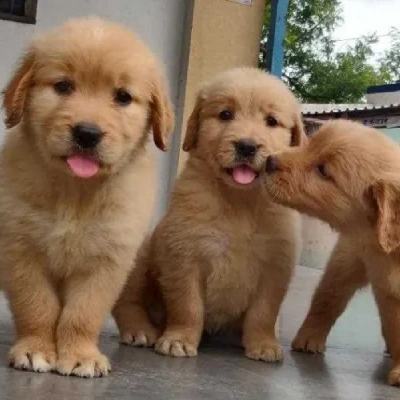 Golden Retriever puppies for sale in Bikaner