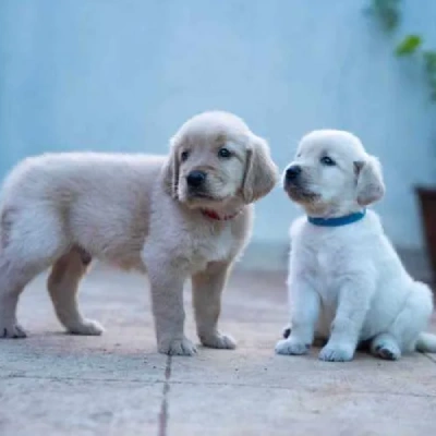 Golden Retriever puppies for sale in Ajmer