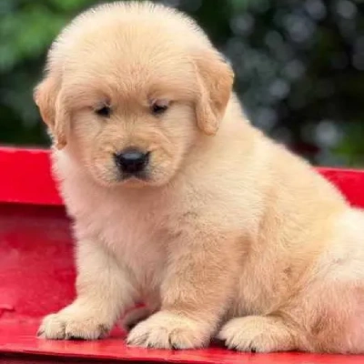 Golden Retriever puppies for sale in Vijayawada