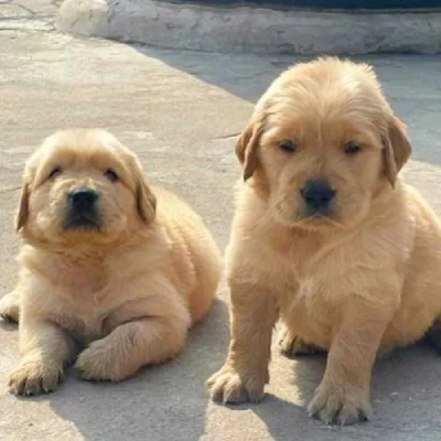 Golden Retriever puppies for sale in Vijayawada