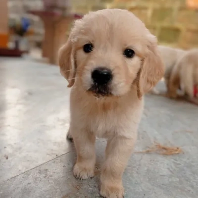 Golden Retriever puppies for sale in Vijayawada