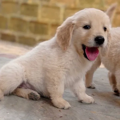 Golden Retriever puppies for sale in Ajmer