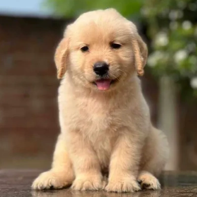 Golden Retriever puppies for sale in Ajmer