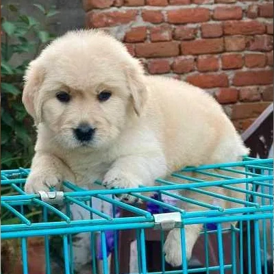 Golden Retriever puppies for sale in Gurgaon