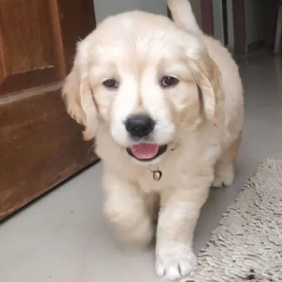 Golden Retriever puppies for sale in Visakhapatnam