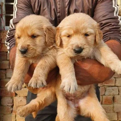 Golden Retriever puppies for sale in Vijayawada