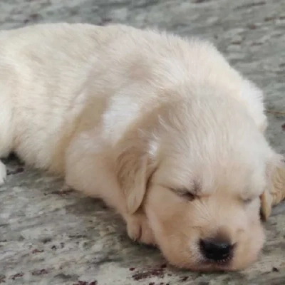 Golden Retriever puppies for sale in Udaipur