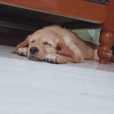 Golden Retriever puppies for sale in Bikaner