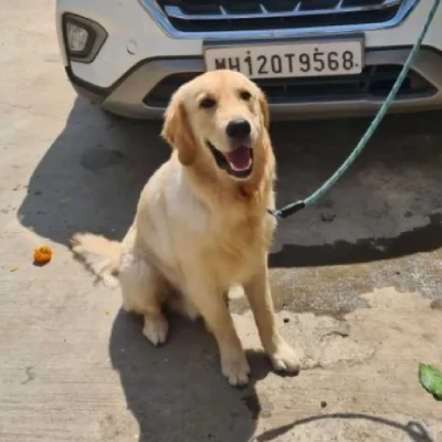 Golden Retriever puppies for sale in Udaipur