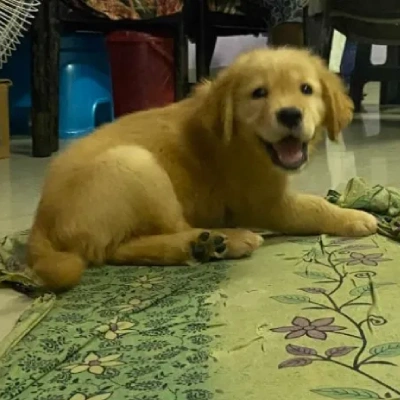 Golden Retriever puppies for sale in Visakhapatnam