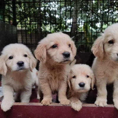 Golden Retriever puppies for sale in Jaipur