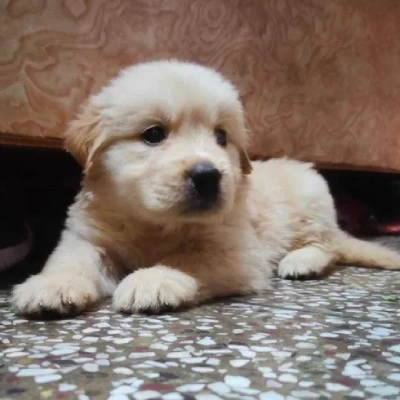 Golden Retriever puppies for sale in Vijayawada