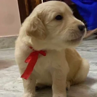 Golden Retriever puppies for sale in Ajmer