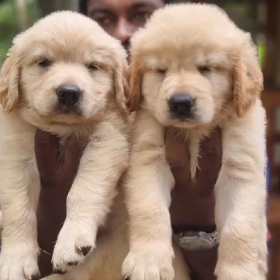 Golden Retriever puppies for sale in Visakhapatnam