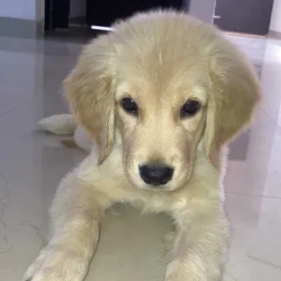 Golden Retriever puppies for sale in Ajmer