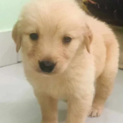 Golden Retriever puppies for sale in Visakhapatnam