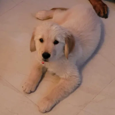 Golden Retriever puppies for sale in Jodhpur