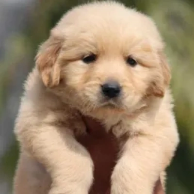 Golden Retriever puppies for sale in Visakhapatnam